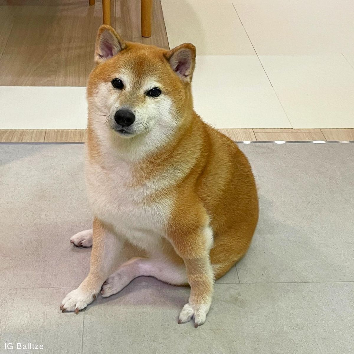 Cheems, le célèbre shiba inu connu pour le mème « Doge », est malheureusement décédé à la suite de complications chirurgicales.